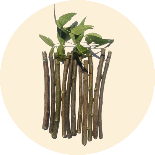 neem stick